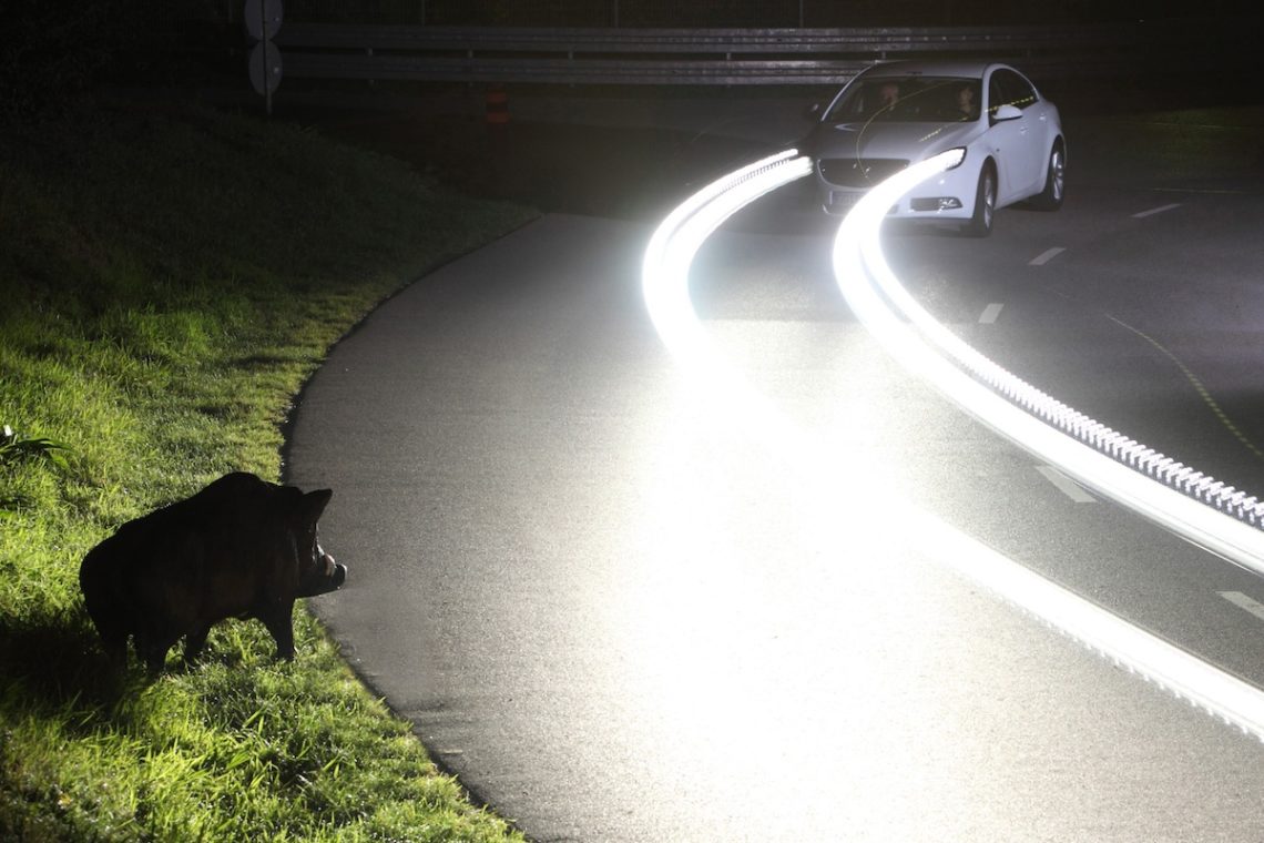 Wildwechselgefahr in der Morgendämmerung wegen Zeitumstellung