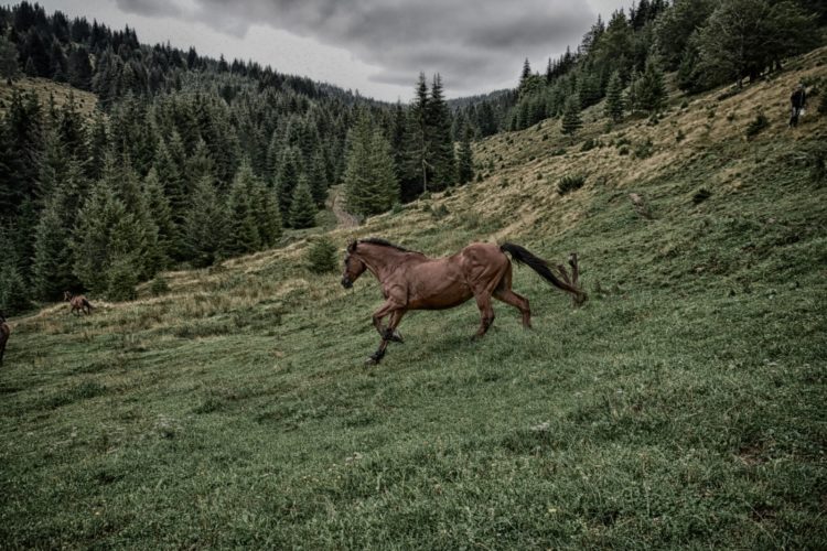 Offroad in den Ostkarpaten, Siebenbürgen, Rumänien: ein wildes Pferd