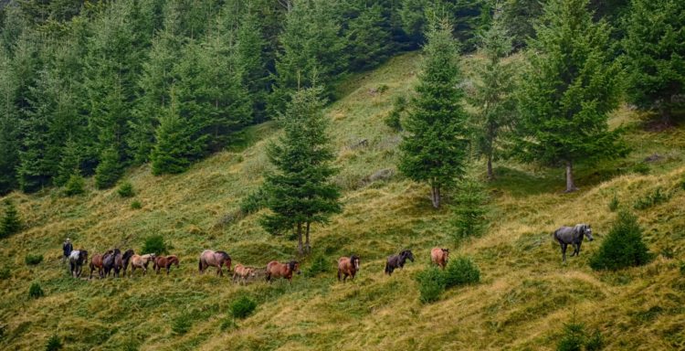 Offroad in den Ostkarpaten, Siebenbürgen, Rumänien: ein Hirte mit seiner Pferdeherde