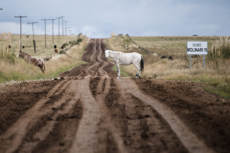 Pferd auf dem Track